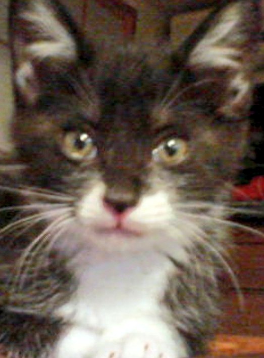 nya___a___o's tweet photo. お返事返せてなくてごめんなさい。全て読ませていただいてます。みんなにとても愛されてて幸せな猫でした。ありがとうございました😺 https://t.co/VQu2UFuD4b