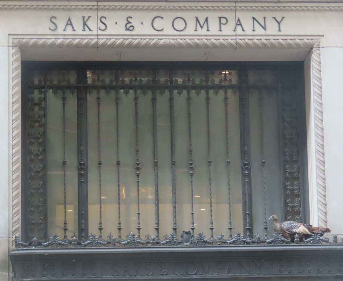The wild turkey was on Saks Fifth Avenue. @BirdCentralPark #birdcpp