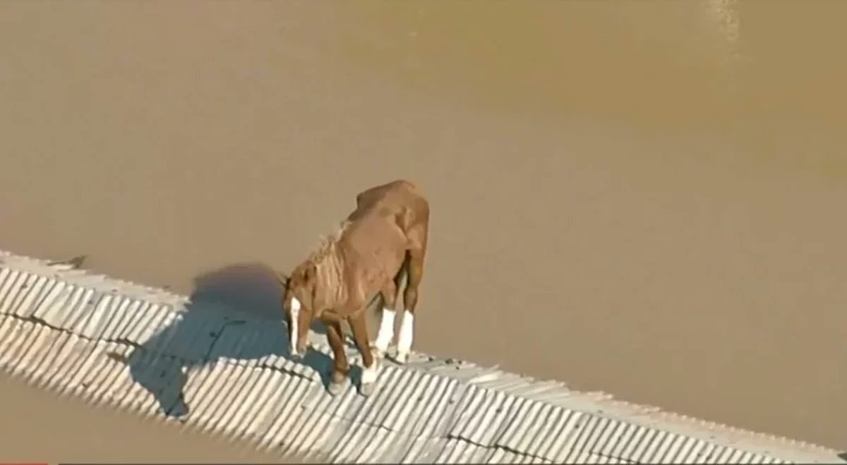 lazarorosa25's tweet photo. É urgente! Ninguém pode ser deixado para trás! O cavalo está 5 dias naquele micro espaço SEM COMER NADA.

 #SalvemOCavaloDeCanoas https://t.co/63fmW9I2pM