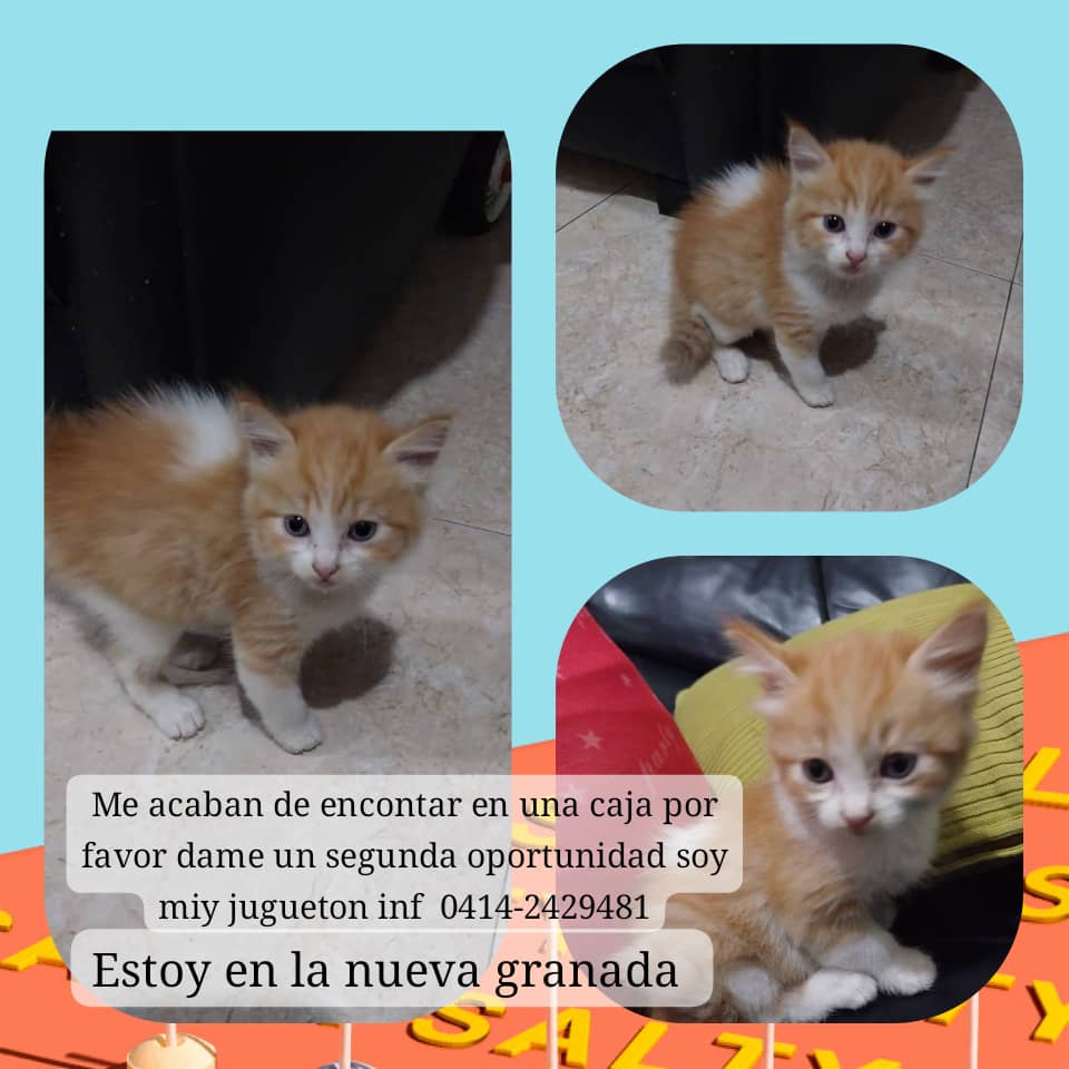 Difundo. Una chica no tubo corazón para dejarlo en esa caja, hoy estará en su casa pero no lo dejan tener ya que ella tiene un perrito y 2 gatas rescatas y es estudiante pero su noble corazón no permitió que este angelito hoy durmiera en la calle por favor urge un buen hogar