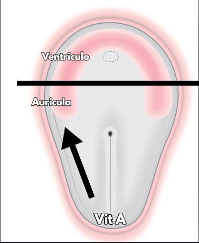 algo asi seria basicamente, si la vitamina A aumenta, aumenta la parte que es auricula por que sube la raya negra