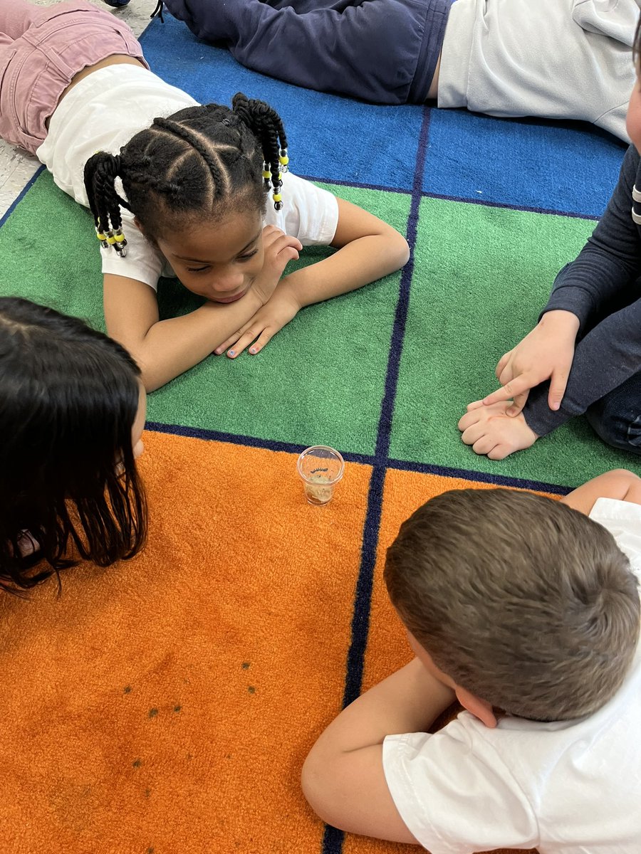 Observing our caterpillars!🐛 <a href="/WHChestnut/">WHChestnut</a>