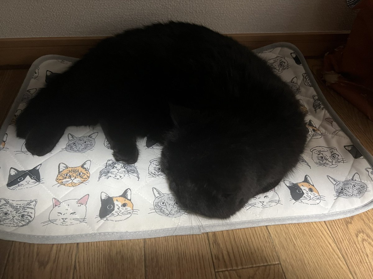 jazz_model's tweet image. おはようございます🐈‍⬛

昨日のくろちゃん🐾
新しいひんやりシート？の上でごろりと寝転んでいました！
気に入ってもらえてよかった☺️
#弊社のねこです
 #黒猫は顔がわからない