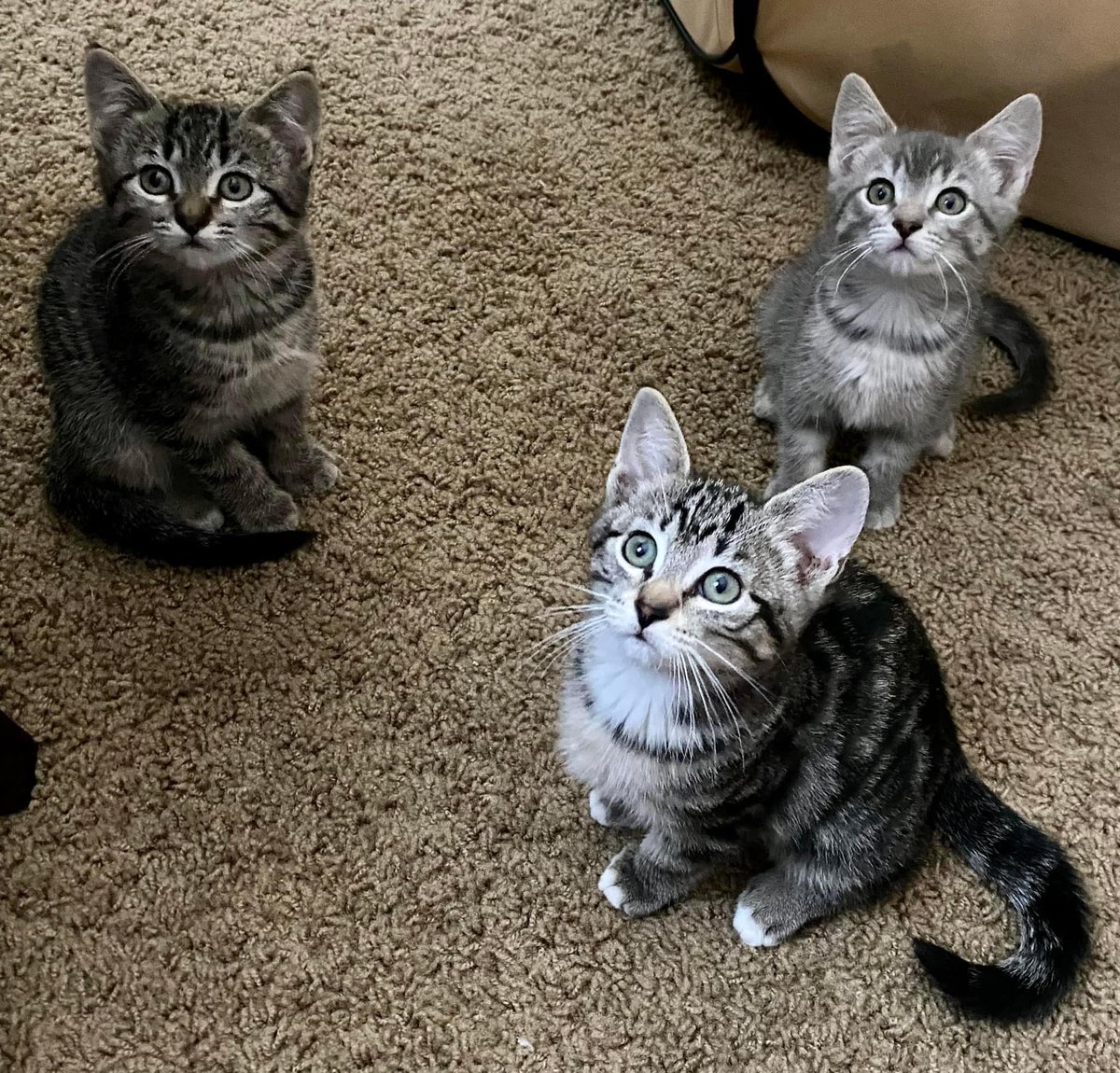 Happy #WhiskerWednesday!
Hissy, Sissy, and Missy are 3 of 7 #spicy jalapeños, I mean #kittens, that are being taught humans aren’t all bad. 
Showing them love and patience until they trust again. 💗☀️
 ItsieBitsieRescue.org
#savinglives #fosters2024 #gratitude