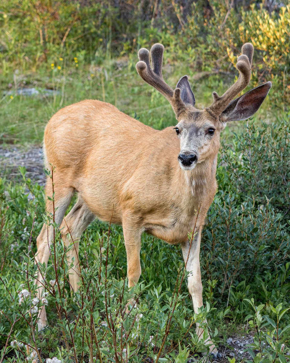 It's hard work growing those new antlers every year!

#muledeer #myjasper #explorealberta