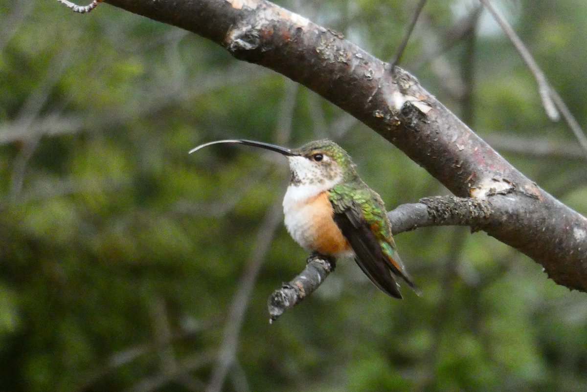 They're back! The first Rufous Hummingbirds of the year were sighted in K-Country this week. Find out more about these feisty fliers for this week's #WednesdayFriendsDay
kananaskis.org/rufous-humming…
