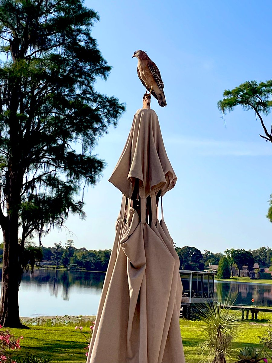 “Keep it to yourself it’s my life,” said the hawk, compliments of Billy Joel.

#redshoulderhawk #mylife #billyjoel
#florida #theboss #hawk
#SustainableDevelopment #sustainableflorida
#lakelife #floridawildlife