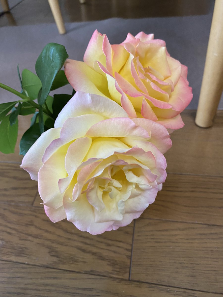 バルコニーで育てている薔薇ピース

咲いてワクワクしていますが、蕾が膨らみ始めた頃から切り取った方が良いとのこと

急いでカットして花瓶に生けました
2番花を楽しみにしています^ ^

#roselovers #flowerlovers #rosepainting #nobukoshimizu
#flowerpainting #fineart