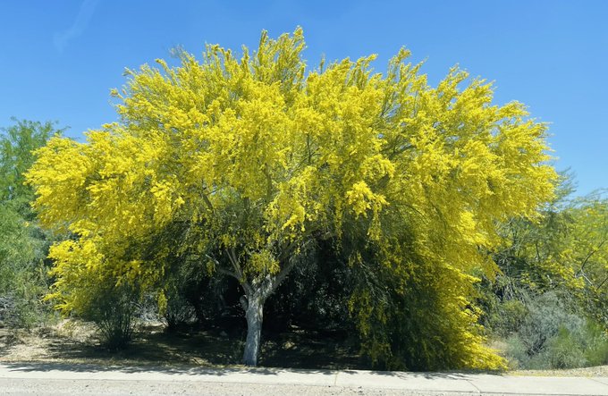 The palo verde is like the cherry blossom of the Sonoran desert. 🥰🖤 https://t.co/e0hxtihT73
