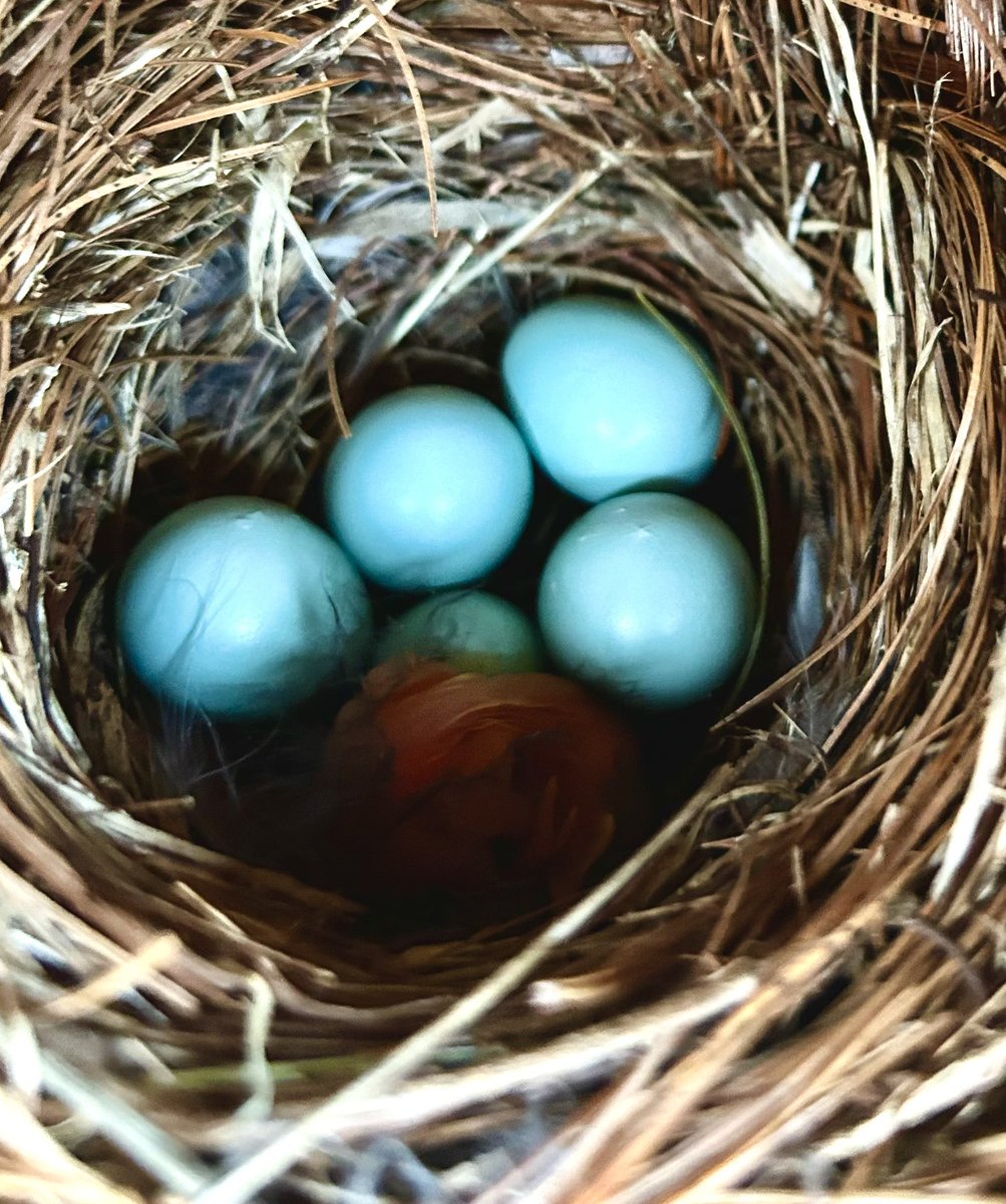 So happy! One baby bluebird just hatched-can you see it? 5 more to go? 🩵🩵🩵🩵🩵🩵🪺
