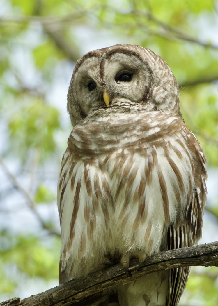 Good Night.  #Nature #Wildlife #BarredOwl #Owls #Photography #NaturePhotography #WildlifePhotography
