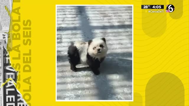 Zoológico en China pinta a perros como pandas #Laboladel6 

➡ tinyurl.com/2cowf74q