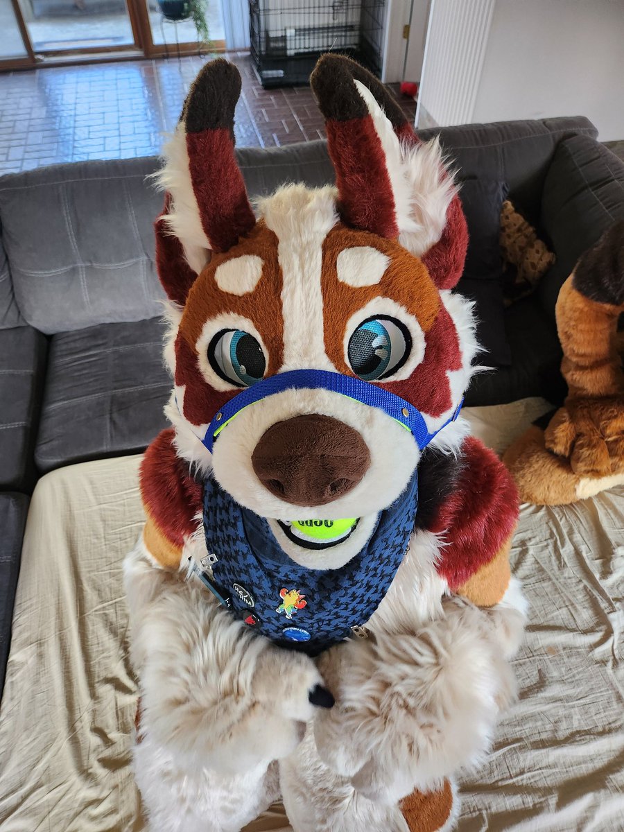 Chaos Corgi 😈 tweet media
