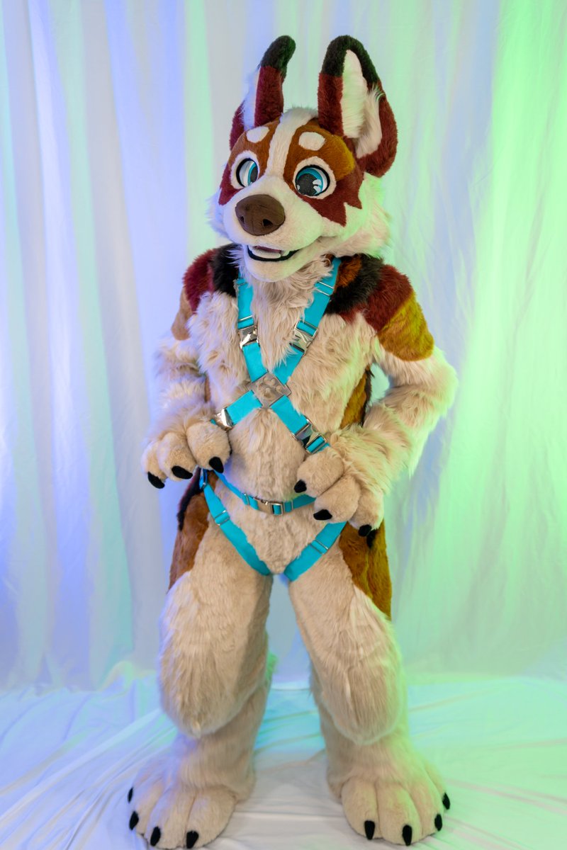 Chaos Corgi 😈 tweet media