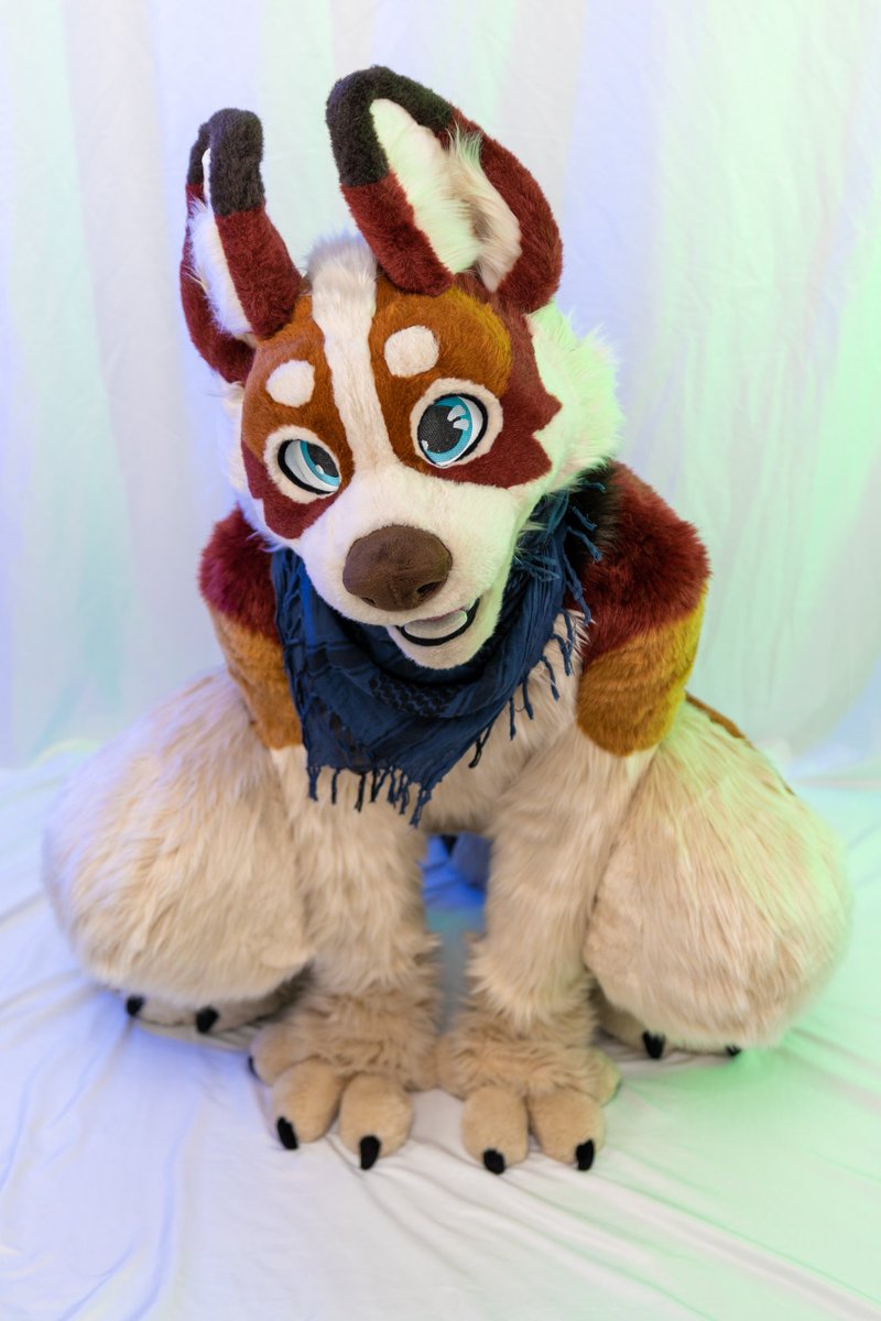 Chaos Corgi 😈 tweet media