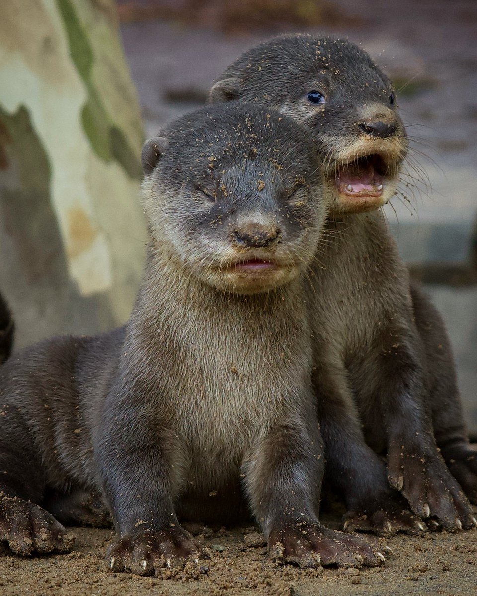 Almost too much cuteness! Brand new Smooth-coated otter pups in urban Singapore. The next generation of an endangered species. Curious and playful, too old to sit still, too young to learn how to swim.