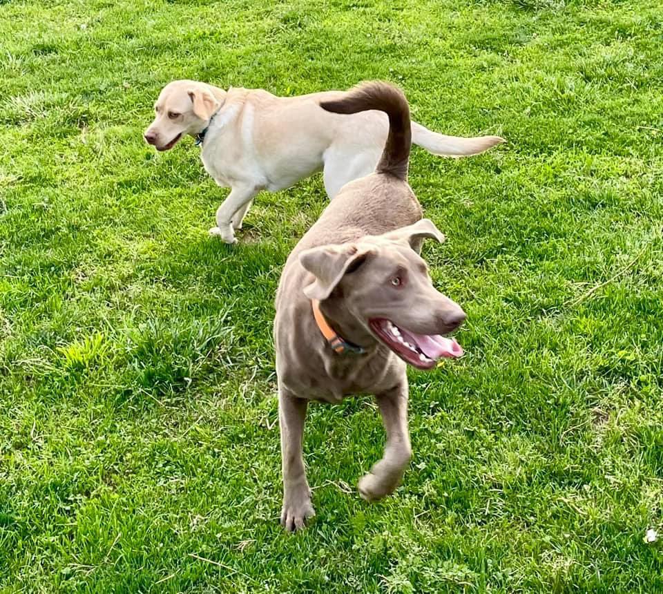 Our Miles (yellow lab) gets to stay at our friend’s house with his best pal Tucker (silver lab) when we have to make a trip to @OSUCCC_James for cancer treatments/hospital stays #colorectalcancer #labradorretriever