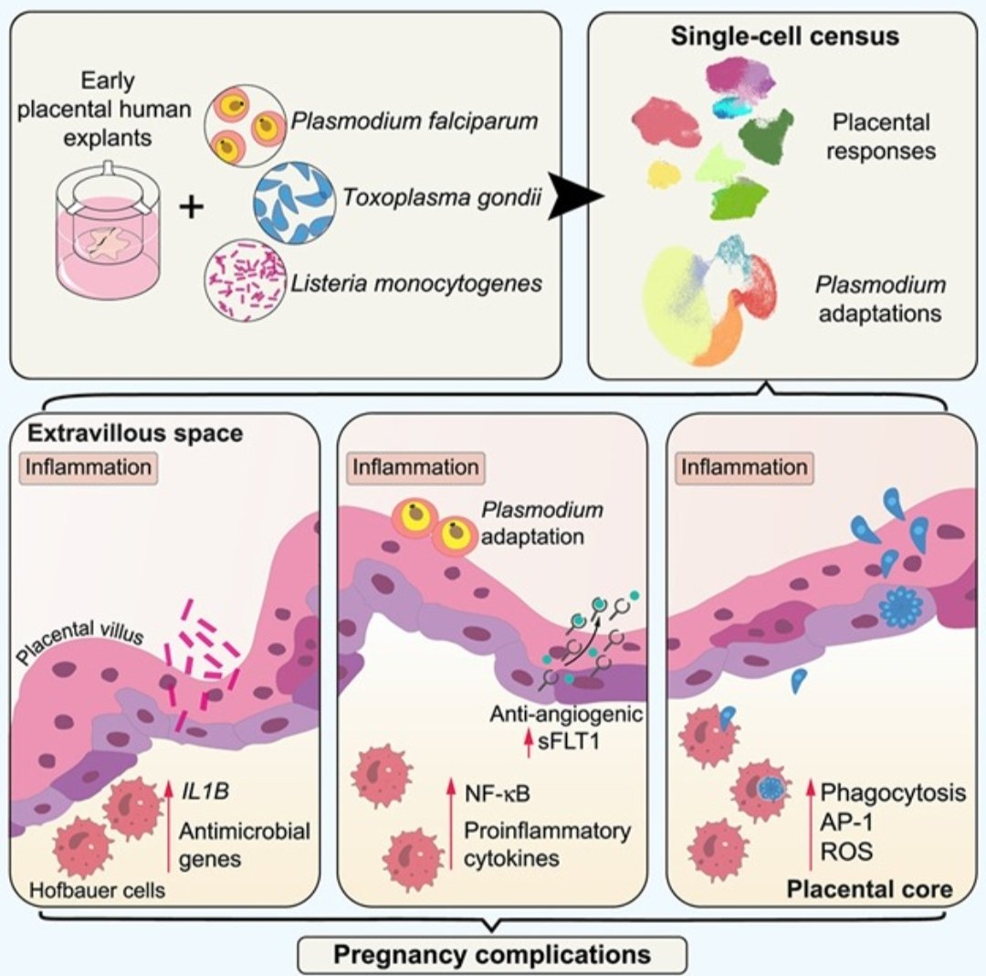 Hoo et al. profiled at the single-cell level the placental responses to three pathogens associated with intrauterine complications - Plasmodium falciparum, Listeria monocytogenes, and Toxoplasma gondii. ➡  cell.com/cell-systems/a…

#singlecell #spatialomics #spatialbiology