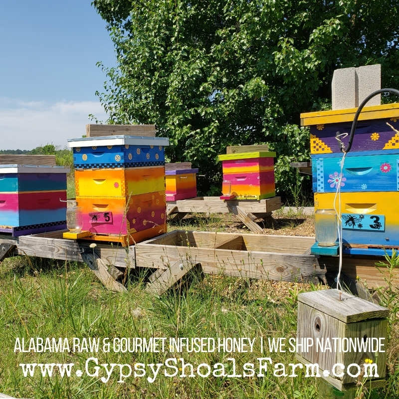 FUN FACT: Each worker bee only makes 1/12 teaspoon in her entire life. 🐝🐝 gypsyshoalsfarm.com 🐝🐝 #sweetlifeyall #beekeeping #gypsyshoalsfarm #savethebees #alabamahoney #beekeepers #infusedhoney