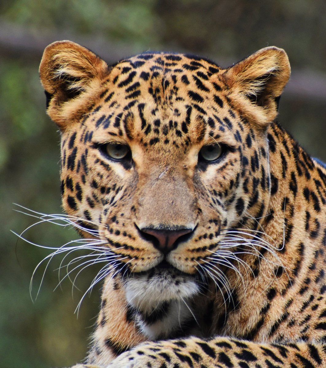 𝙇𝙚𝙤𝙥𝙖𝙧𝙙 𝙨𝙩𝙮𝙡𝙚: 𝙚𝙢𝙗𝙧𝙖𝙘𝙚 𝙮𝙤𝙪𝙧 𝙞𝙣𝙙𝙞𝙫𝙞𝙙𝙪𝙖𝙡𝙞𝙩𝙮.
 🐾 🐆

#Leopard #Panther #Tiger #Lion #BigCats #PantheraTrails #jhalanaforest #Jhalana #amagarh #ranthambore #jaipur #rajasthanwildlife #ThePhotoHour #TwitterBirds #Rajasthan #wildlifeindia  #Sariska