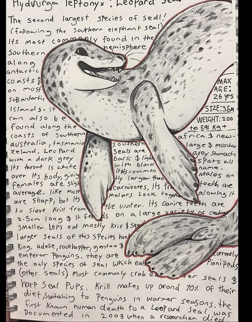 robot_pup's tweet image. My insane ramblings from an old sketchbook #leopardseal