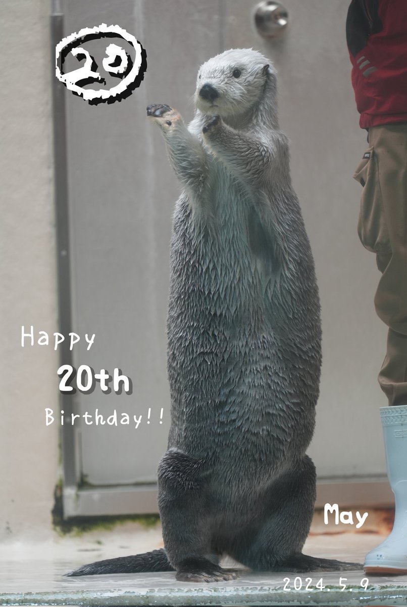 メイちゃん20歳のお誕生日おめでとー🎉🎊🎂✨

#鳥羽水族館 #ラッコのメイちゃん #メイ #ラッコ #tobaaquarium #seaotter