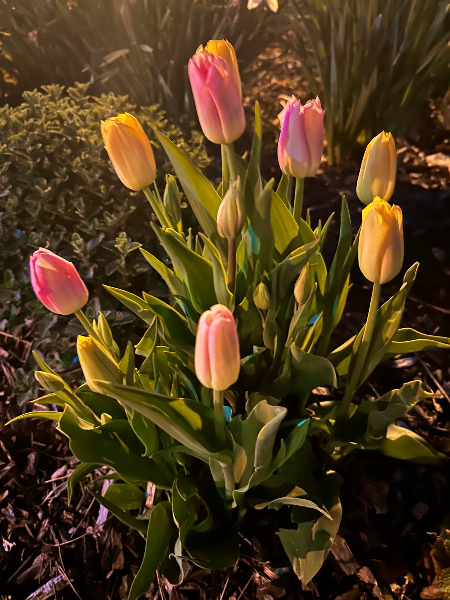 Gratitude List: *Tulips at night *Practice *My lymphatic system *Messages delivered & received *A cozy cardigan