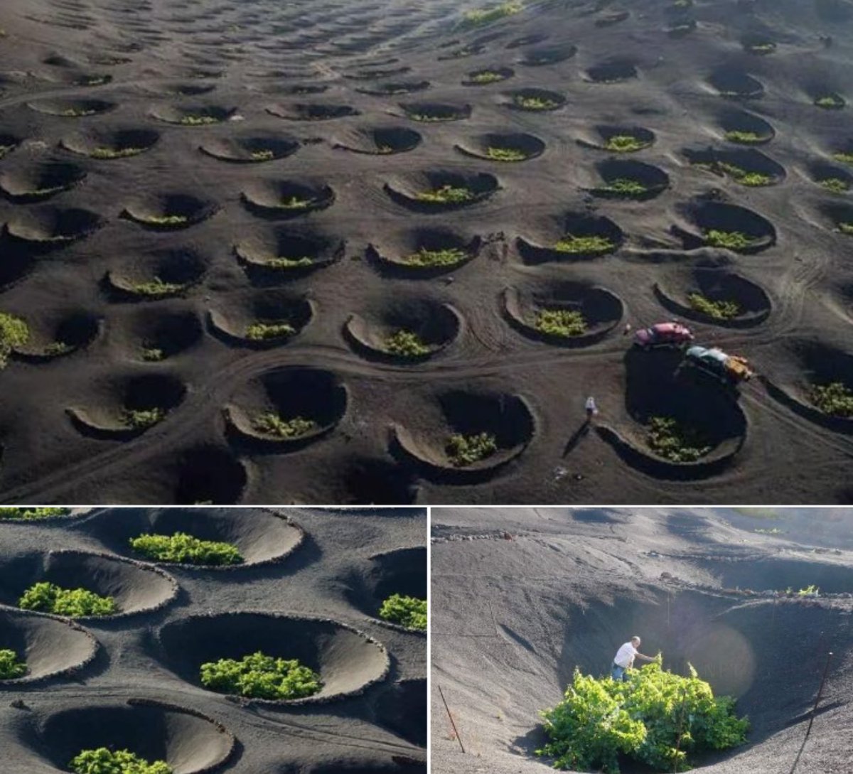 Thriving in Volcanic Soil on the Canary Islands.