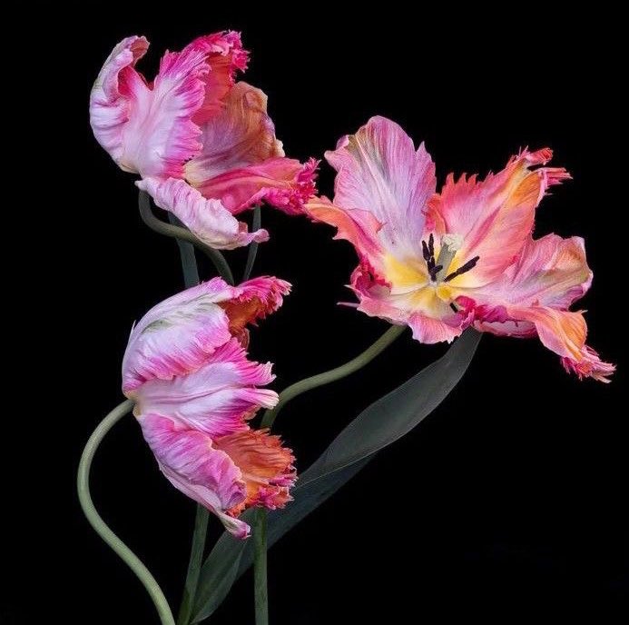 زهرة التوليب ' tulip flower' 🌷 
  
زهرة الحب العميق والحقد الشديد ^_^