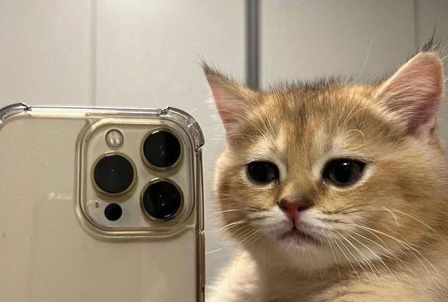 verncat
