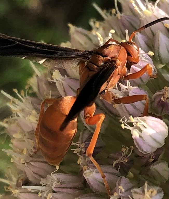plumfigged's tweet photo. #PolistesCarolina (Linnaeus) #Pausing to #Look at me #Pollinator https://t.co/g1rvkbPRPR