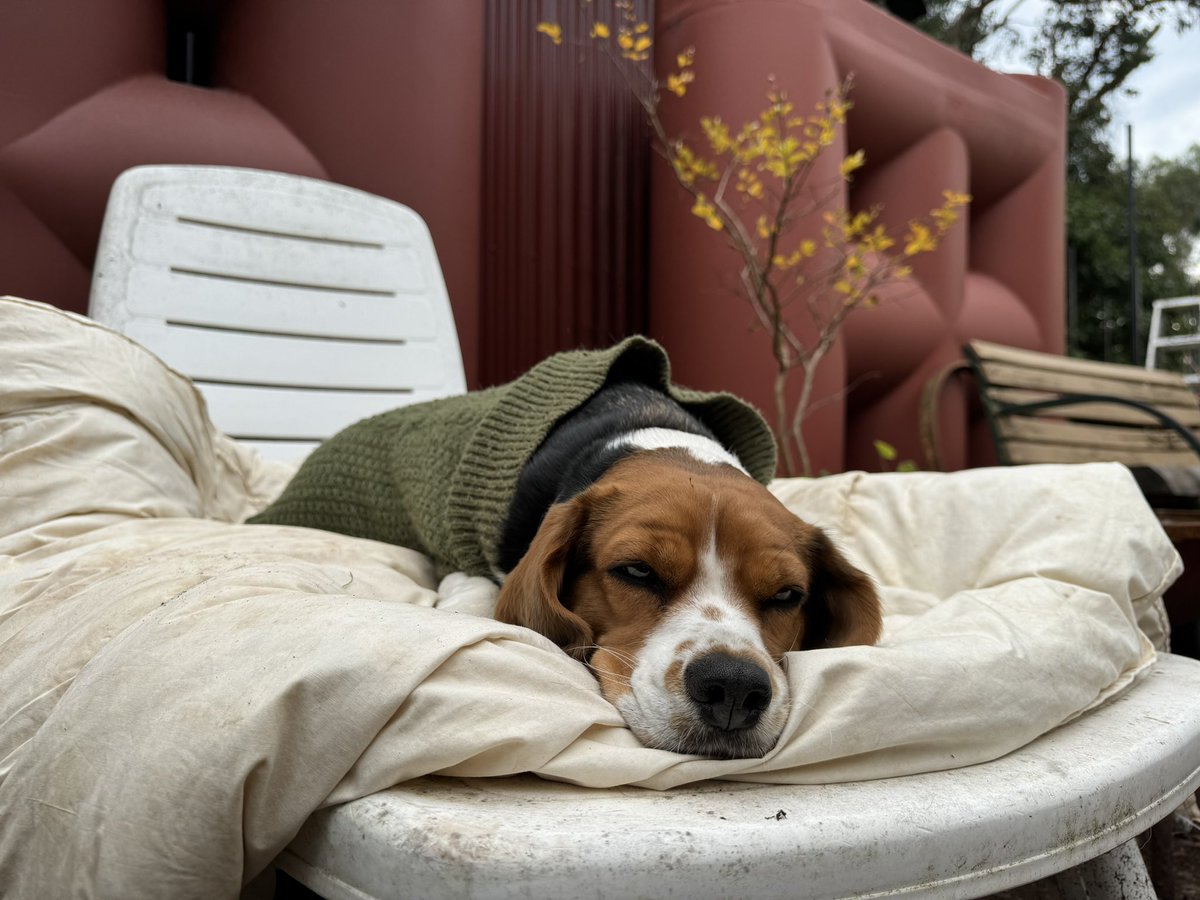 It’s a hard life being a beaglier…