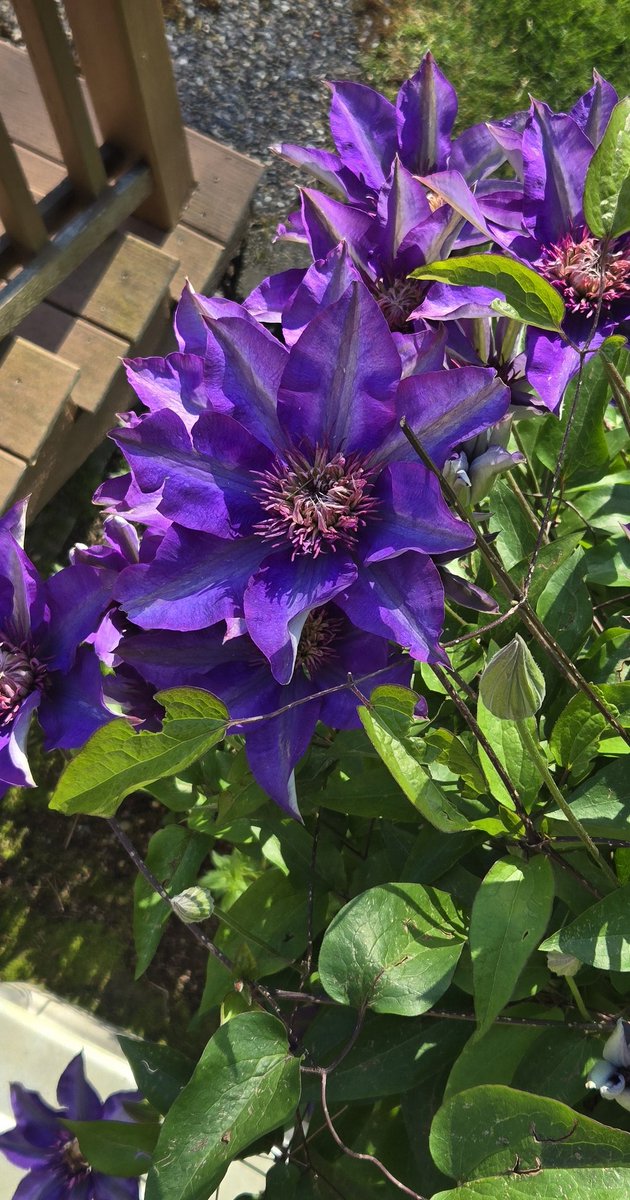 Just wanted to share my gorgeous clematis with y'all