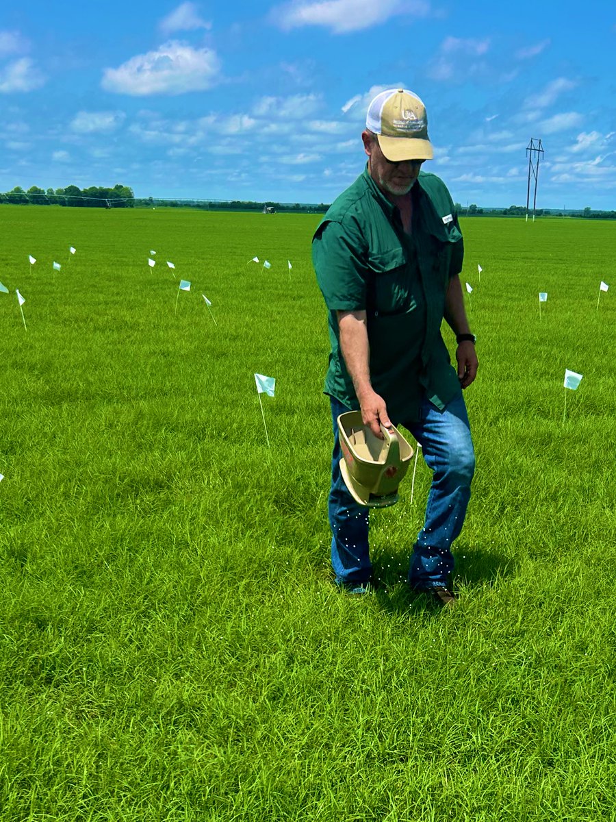 Established a nitrogen rate trial on an irrigated Bermudagrass hay field in Greene county earlier this week. I am excited to see the results of this trial, as well as the data that will be collected on irrigation and potassium management decisions.