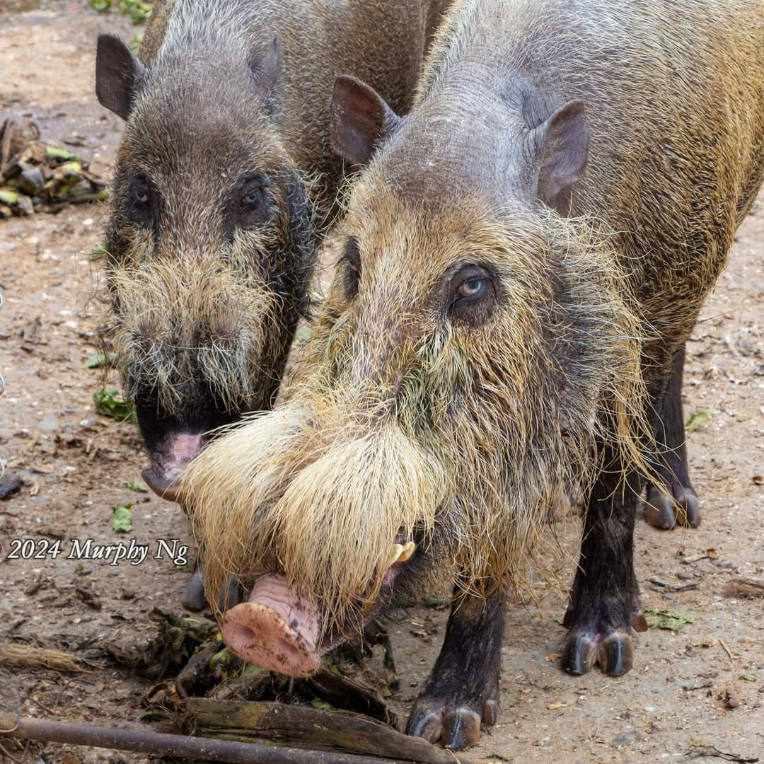 So this is what “Bakas”, or Bornean bearded pig (Sus Barbatus) looks like. I have never seen these wild boars up close, only from a distance.

📷 Murphy Ng @ MySabah