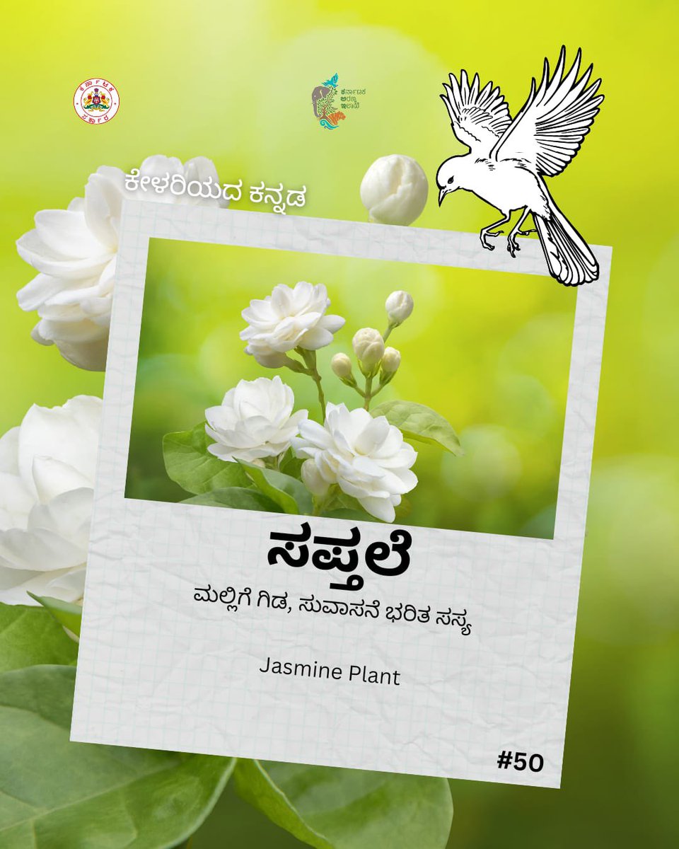 ಇಂದಿನ ಪದ ಸಪ್ತಲೆ, ಮಲ್ಲಿಗೆ ಗಿಡ. 

#kfdwordseries #kannada #learnaword #nature #forest #environment