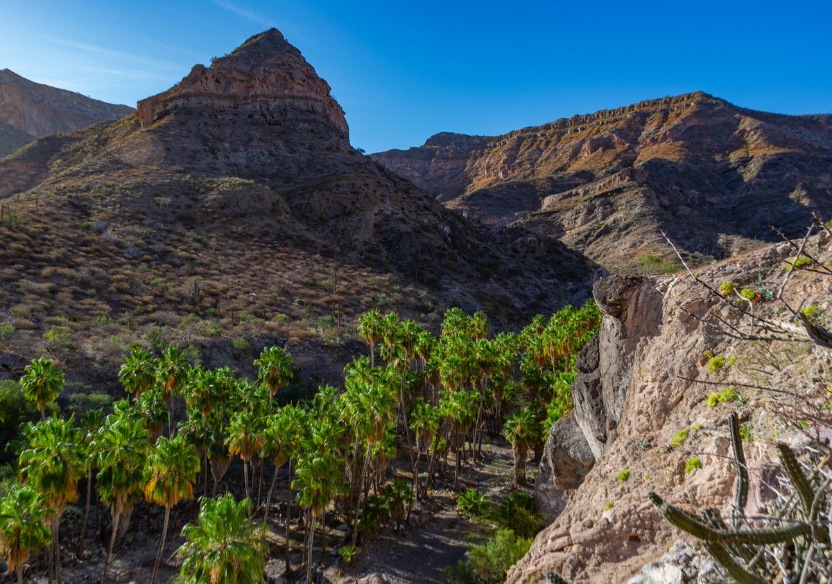 ⛰️ La aridez combinada con la fortaleza de los palmares, que protegen las sierras #sudcalifornianas 🌴🌿
#bcsmitierra🌵 #bajacaliforniasur