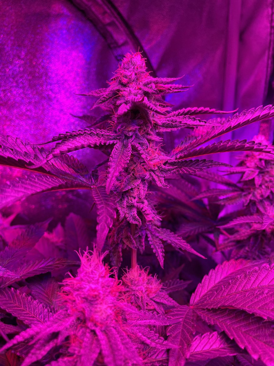 Kilodafingo's tweet photo. Had to reconfigure my lights up against the tent ceiling this thing is so effing tall, just glad the other one is almost ready to harvest! https://t.co/Pps42Ivv9Q