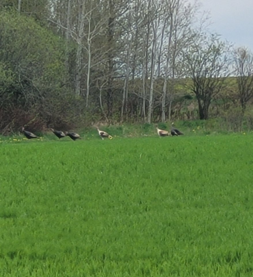 A couple of leucistic wild turkeys in the flock!