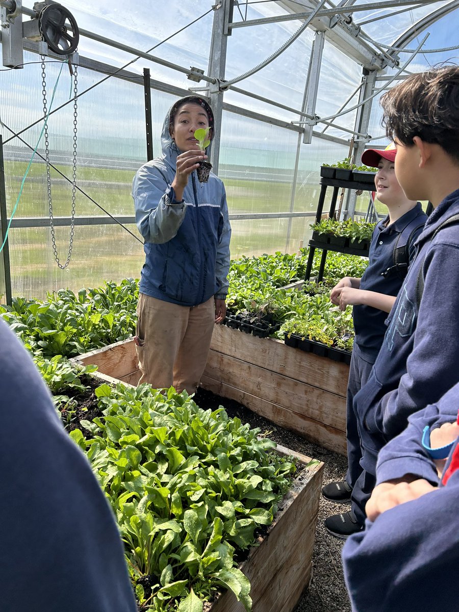 Thank you so much Cheyenne from Sundance Harvest for a day of farming! We got the experience of harvesting, planting, and composting. @sundancecommons
 @OLP_TCDSB @TCDSB_AJBRIA @Markus4Ward2 @TCDSB @MorassuttiS #TCDSBEL