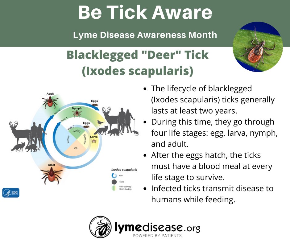 The blacklegged 'deer' tick (I. scapularis) is known to transmit Lyme, B. mayonii, B. miyamotoi, B. hermsii, Ehrlichia, Anaplasma, Babesia, Rickettsia, deer tick & Powassan virus. It's also suspected of transmitting Bartonella. lymedisease.org/types-of-ticks… #LymeDiseaseAwarenessMonth