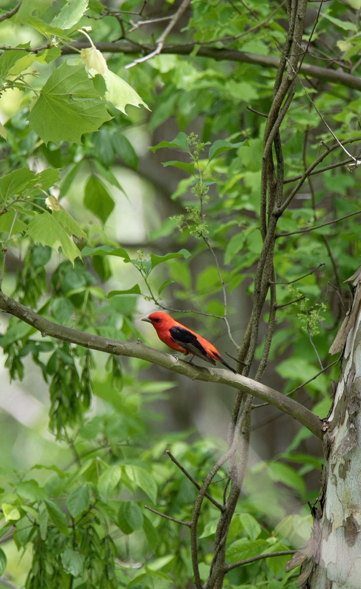 dcfeng's tweet image. Scarlet tanager.