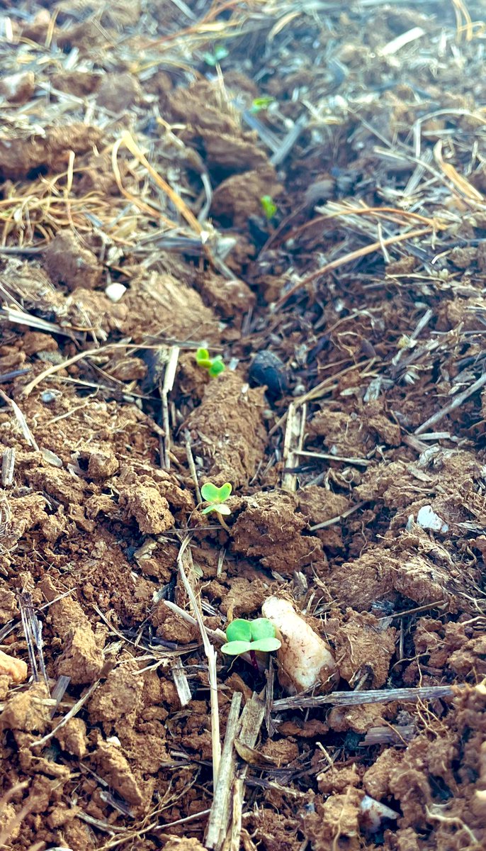 Mid-fast canola 🌱 daring to pop up in Bungendore. Hope we get through a long winter 🥶 🤞Need more herbicide packages for slow #canola genetics! #phenologyisfun @Sharrowpastoral @deltaagribus @jimmycheets