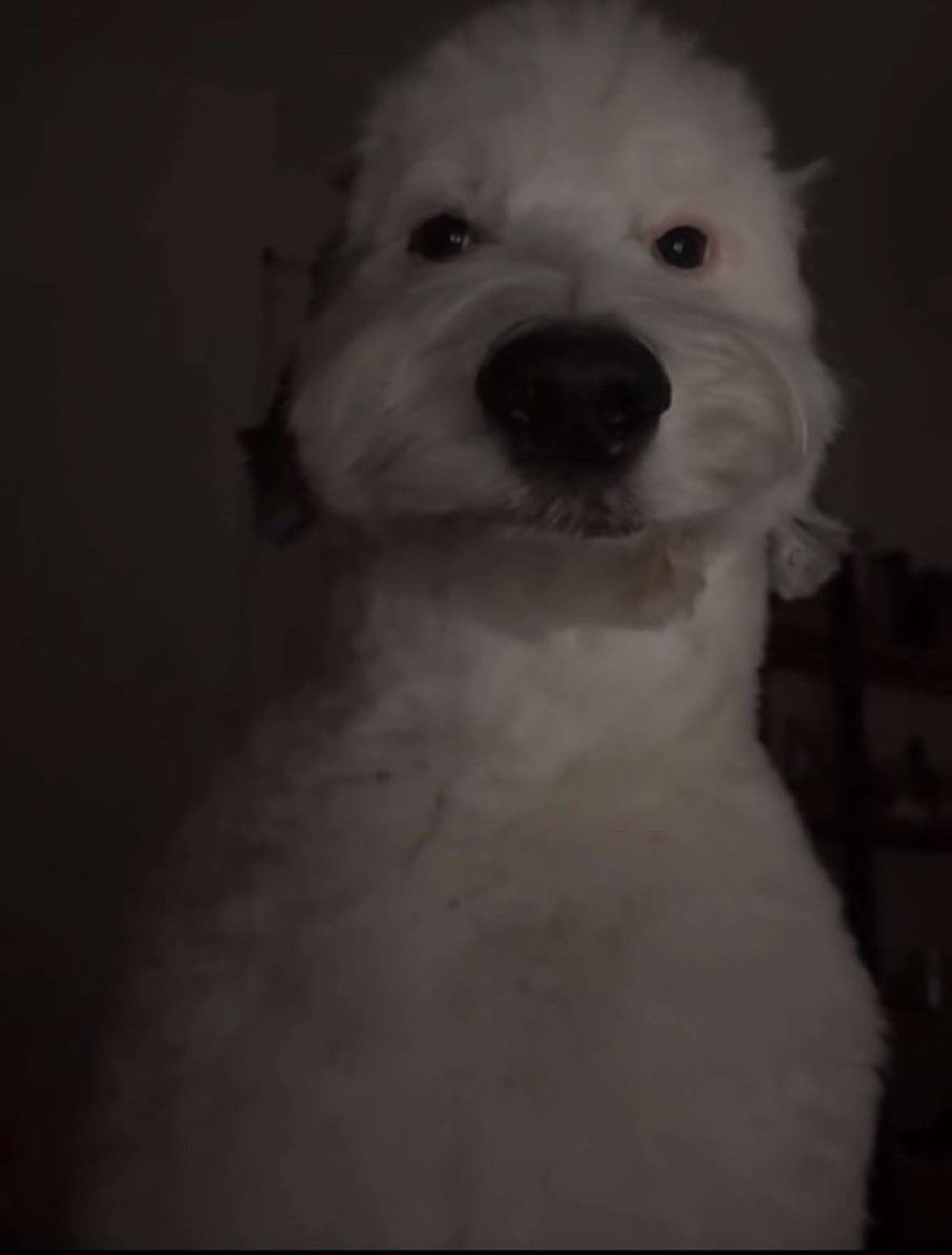 bogusweb's tweet image. How freaky does a dog have to be to discover how to fucking masturbate