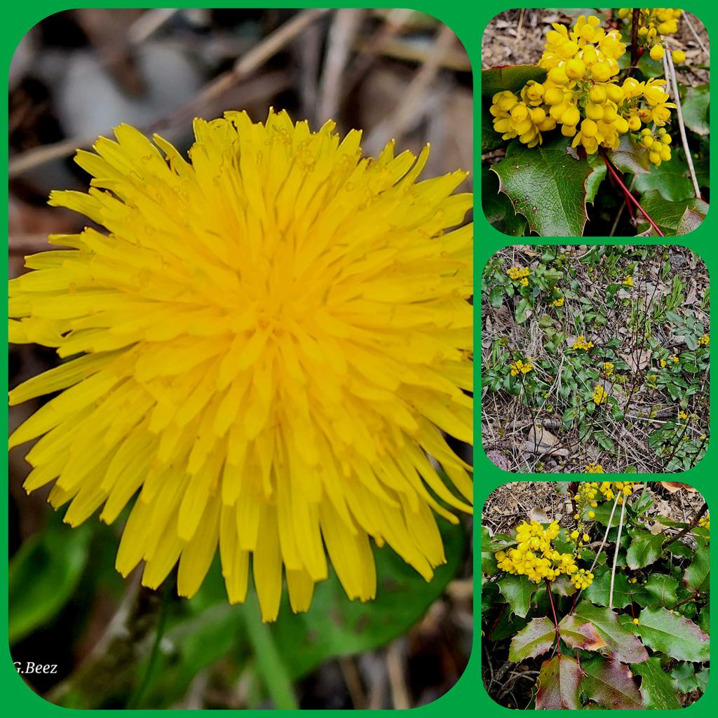 Oregon Grape and the joyful dandelion were dashes of brilliant yellow on my walk this afternoon along the riverside.  Early spring wildflowers, and I happily include weeds here, are such a joy! #Springblooms