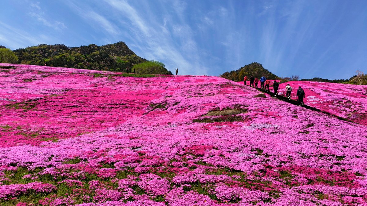 DiscoverYantai's tweet photo. The #Kunyu Mountain Stone Gate Scenic Area is adorned with colorful shibazakura flowers that are blooming luxuriantly🌺🌺, creating a magnificent sea of flowers that is a sight to behold!👒🥰🤩 #AmazingYantai
(Source: Kunyu Mountain National Forest Park) https://t.co/ArtO2EqwFb