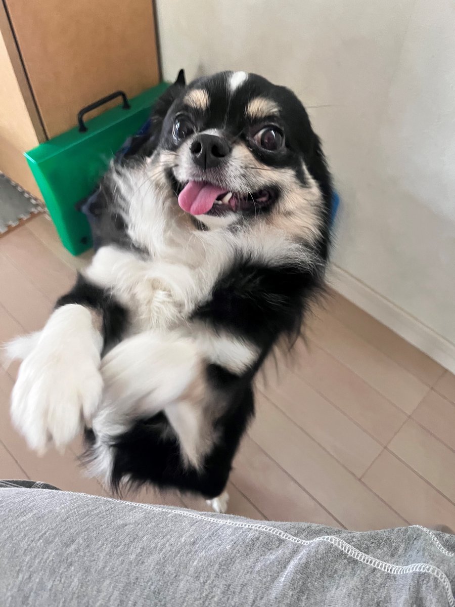 osakajinzai's tweet photo. キョロちゃんです🥰
皆様、GWはいかが過ごされましたか？

私は実家に帰ったり（チワワ可愛いでしょ？🥰）
京都競馬場に初めて行ったり🐎
猫カフェに行ったり🐈
バーに行ったり🍸・・・ゆっくり過ごせました👏

やっぱり動物はいいですね。癒されます☺️💗

競馬場、良いお天気で大迫力でした🏇✨ https://t.co/7Fs1TZu9Pe