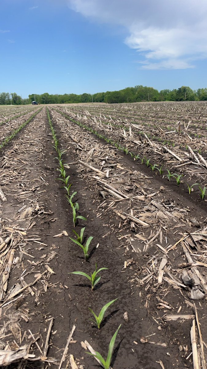 Doesn’t get much prettier than that. #plant24 #striptill #1742Q #yetterfarmequipment