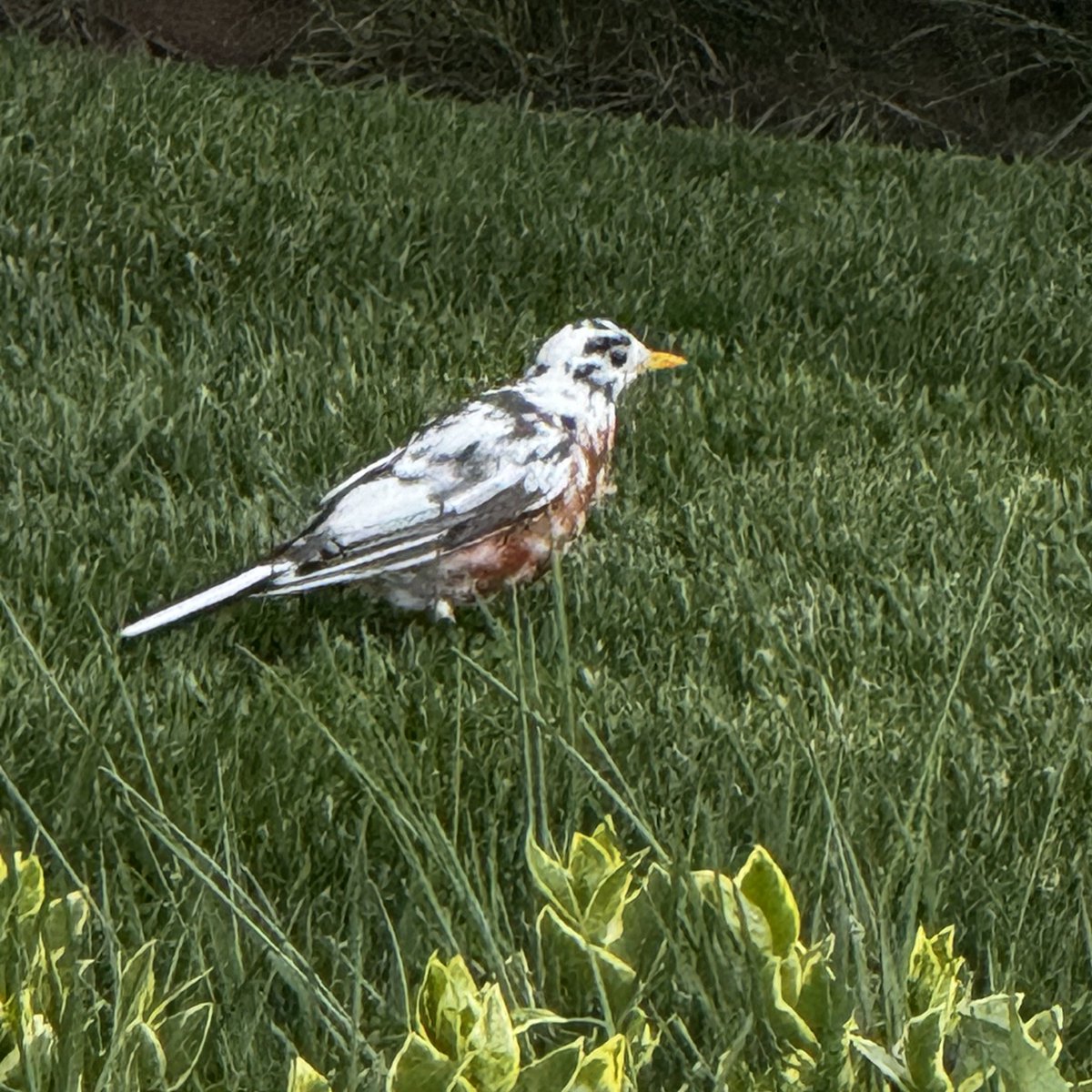 We have a leucistic robin that’s been hanging out in our yard.