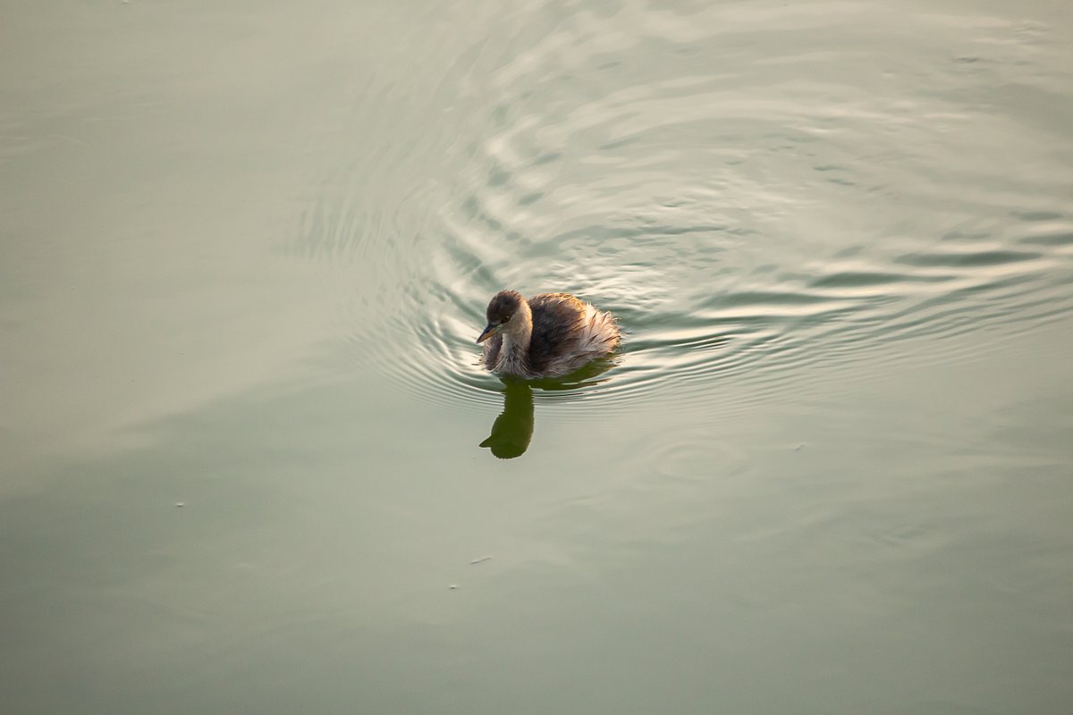 For #thursdayvibes   
'Just be calm. and flow through.'...😍🥰😊
 #IndiAves 

@ParveenKaswan
@ErikSolheim
@KatanaHugo
@IndiAves
@Canon_India
@NatGeoIndia
@KarnatakaWorld
@Natures_Voice
@moment